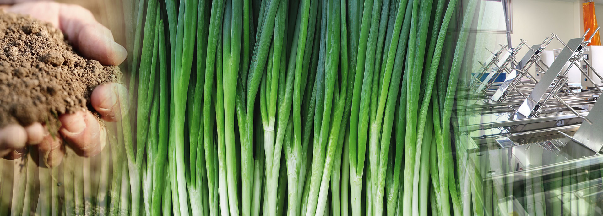 グリーンハウス